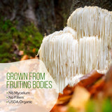 Mushroom Matcha  Case-Of-12