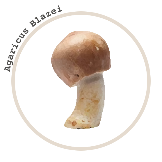 Agaricus-Blazei-Circle.png__PID:a9aa1a82-67a4-4e68-be6b-aa6a0169eeff
