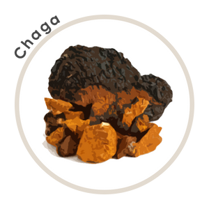 Chaga