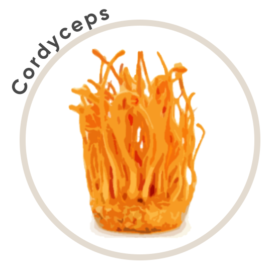 Cordyceps Circle.png__PID:67a4de68-be6b-4a6a-8169-eeffcde20554