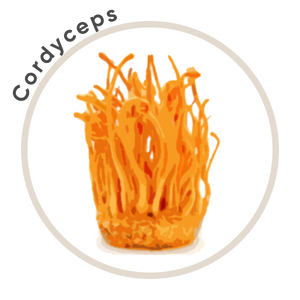 Cordyceps
