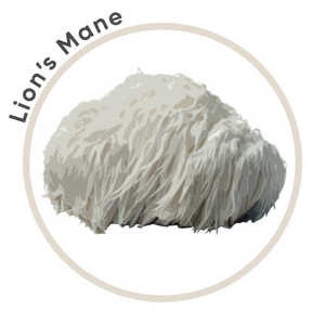 Lion's Mane