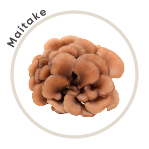 Maitake
