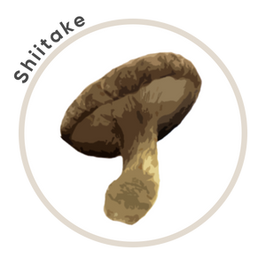 Shiitake